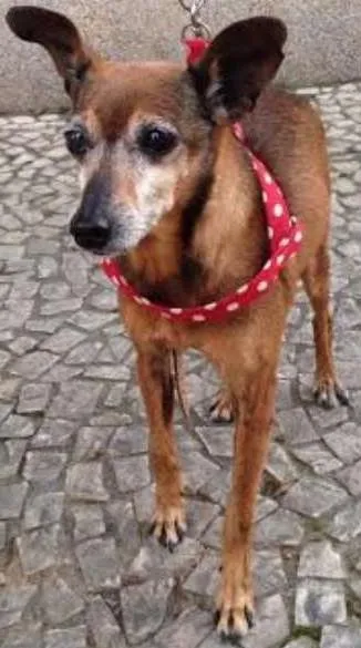 Cachorro ra a PINSCHER idade 6 ou mais anos nome PIRULITO