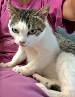 Gato raça SRD idade 1 ano nome ESMERALDA