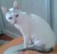 PÉROLA