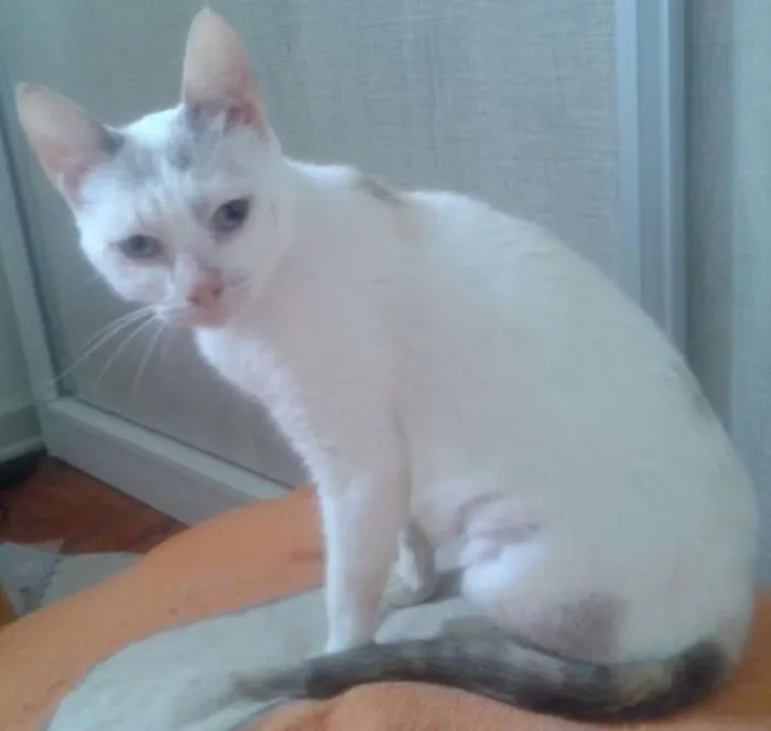 Gato ra a SRD idade 2 anos nome PÉROLA