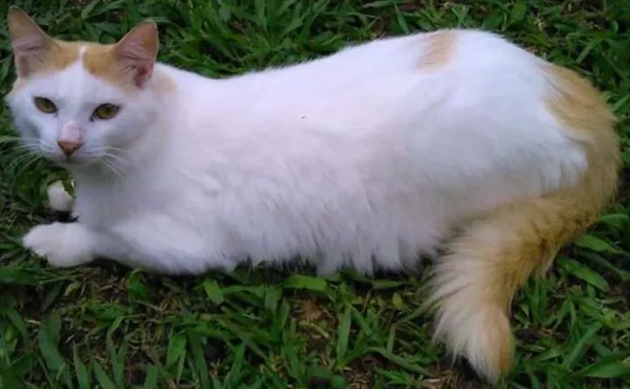 Gato ra a SRD idade 2 anos nome fritz