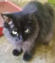 FRIDA