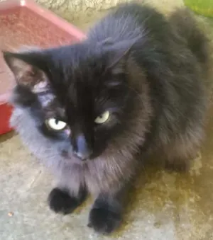 Gato raça SRD idade 1 ano nome FRIDA