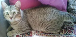 Gato raça SRD idade 1 ano nome CHING