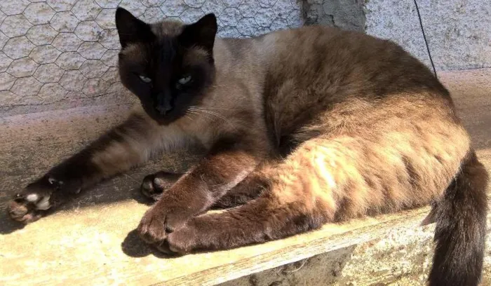 Gato ra a SIAMES idade 3 anos nome chocolate