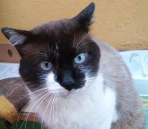 Gato raça siames idade 3 anos nome angel