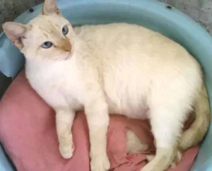 Gato raça SRD idade 3 anos nome bento