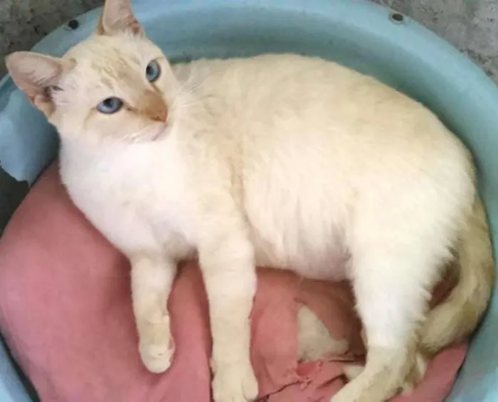 Gato ra a SRD idade 3 anos nome bento