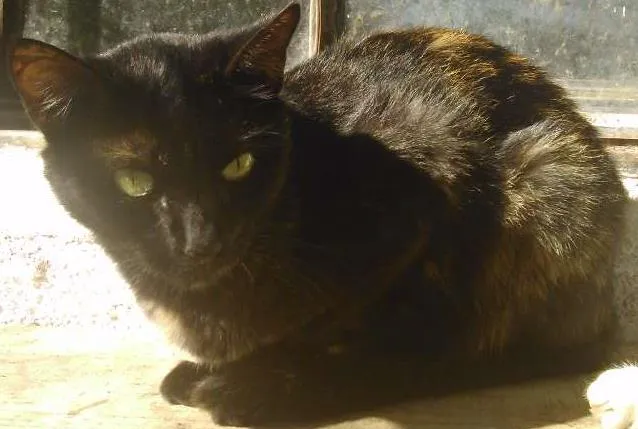 Gato ra a SRD idade 2 anos nome venus