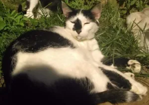 Gato raça SRD idade 2 anos nome joaquim