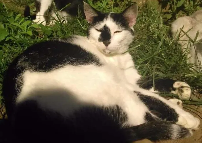 Gato ra a SRD idade 2 anos nome joaquim