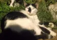joaquim