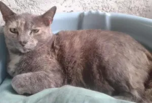 Gato raça SRD idade 3 anos nome canela