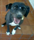 Tica