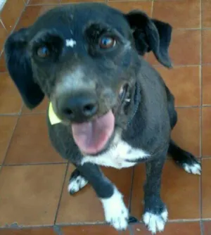 Cachorro raça Vira lata idade 3 anos nome Tica