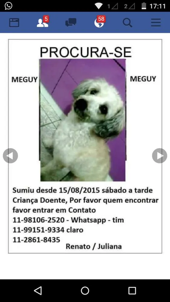 Cachorro ra a Poodle idade 4 anos nome Meguy