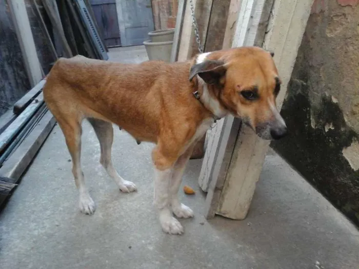 Cachorro ra a Peduro idade 5 anos nome Chunchete