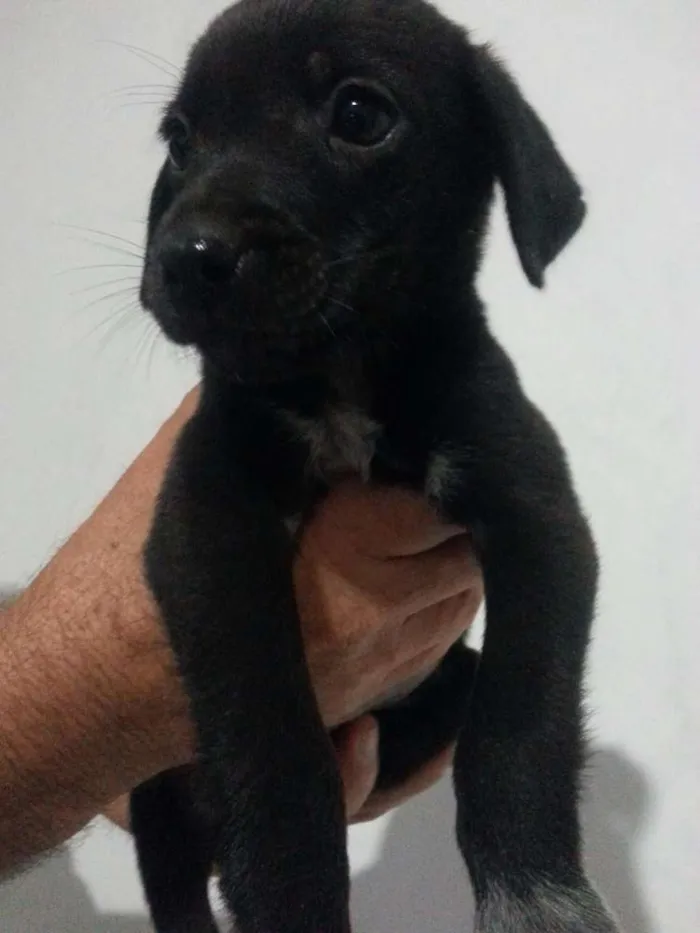 Cachorro ra a Vira-lata idade Abaixo de 2 meses nome Sem Nome