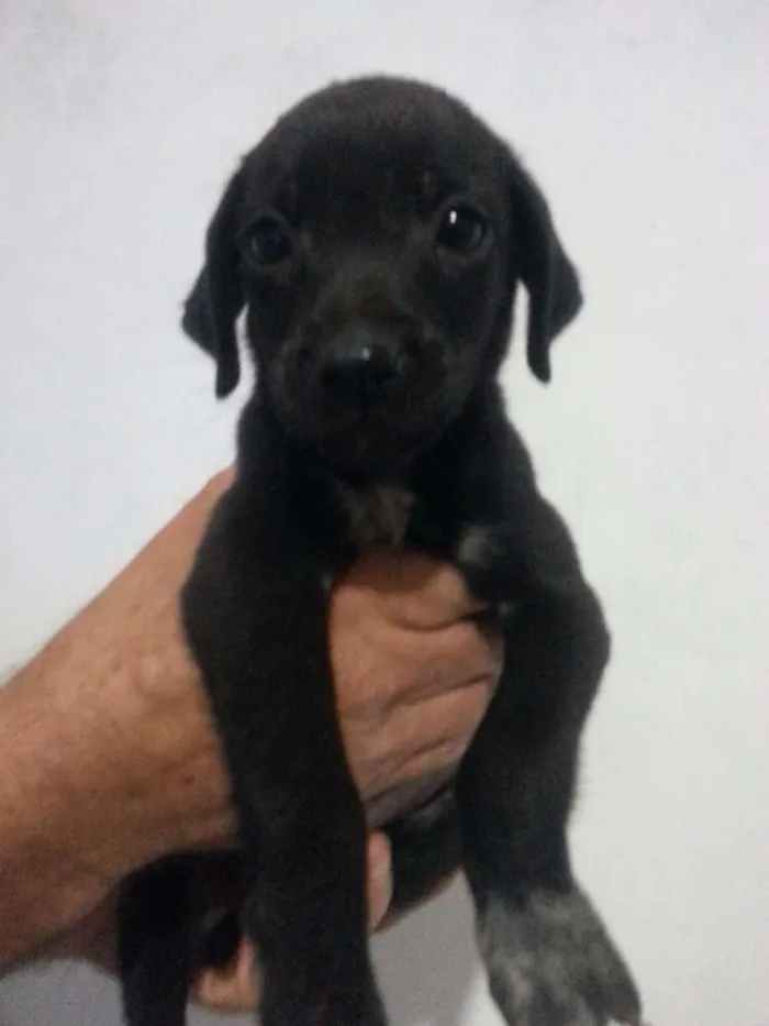 Cachorro ra a Vira-lata idade Abaixo de 2 meses nome Sem Nome
