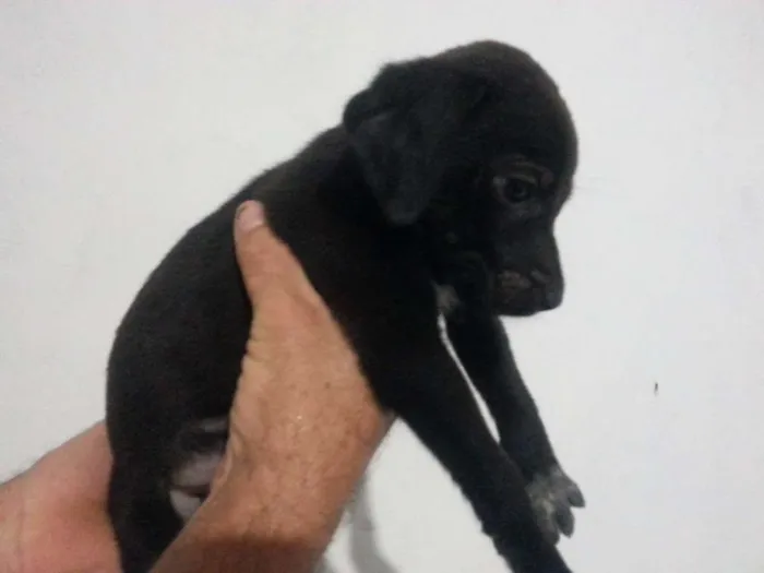 Cachorro ra a Vira-lata idade Abaixo de 2 meses nome Sem Nome