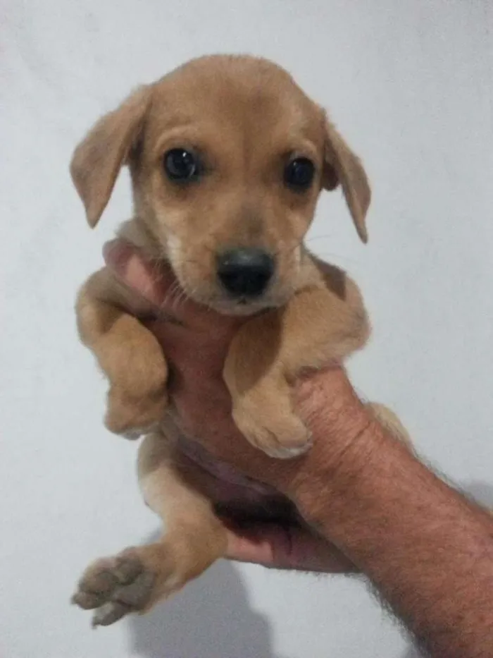 Cachorro ra a Vira-Lata idade Abaixo de 2 meses nome Sem Nome