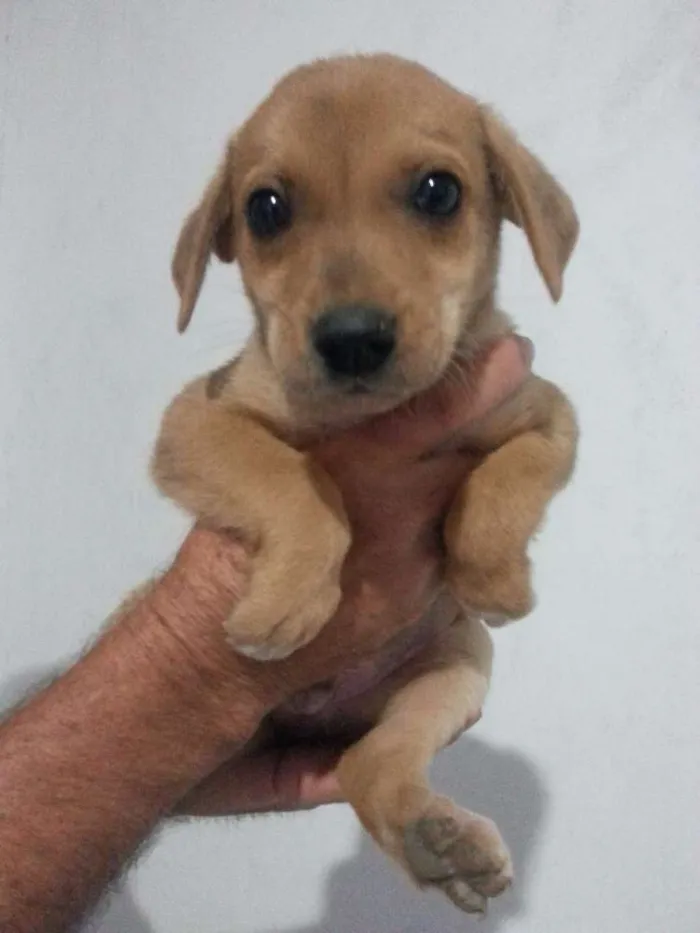 Cachorro ra a Vira-Lata idade Abaixo de 2 meses nome Sem Nome