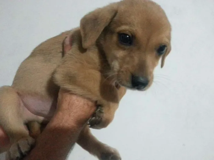 Cachorro ra a Vira-Lata idade Abaixo de 2 meses nome Sem Nome