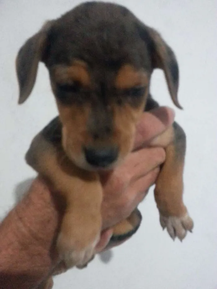 Cachorro ra a Vira-Lata idade Abaixo de 2 meses nome Sem Nome