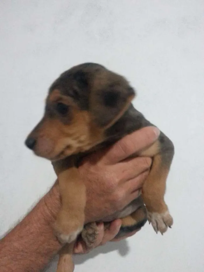 Cachorro ra a Vira-Lata idade Abaixo de 2 meses nome Sem Nome