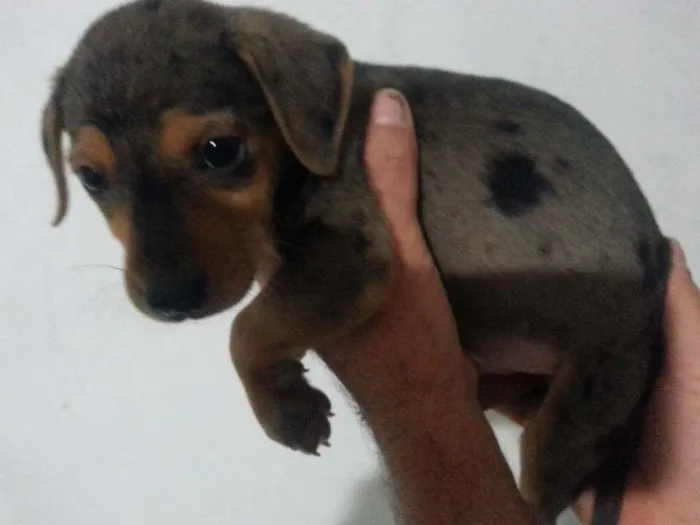 Cachorro ra a Vira-Lata idade Abaixo de 2 meses nome Sem Nome