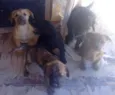 filhotes 