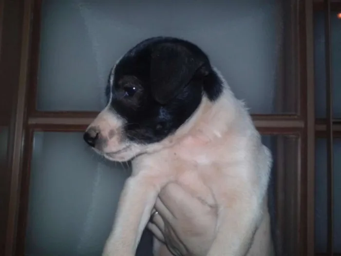 Cachorro ra a SRD idade Abaixo de 2 meses nome Malhada