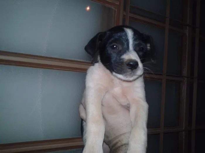 Cachorro ra a SRD idade Abaixo de 2 meses nome Malhada