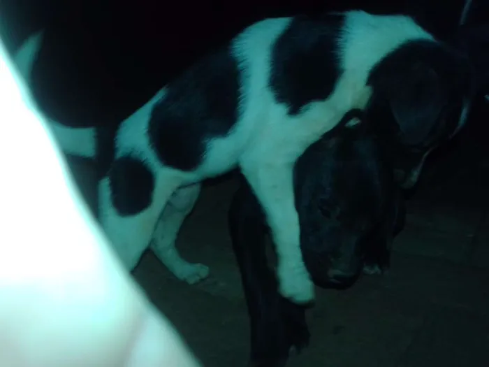 Cachorro ra a SRD idade Abaixo de 2 meses nome Malhada