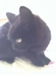 Sebastian