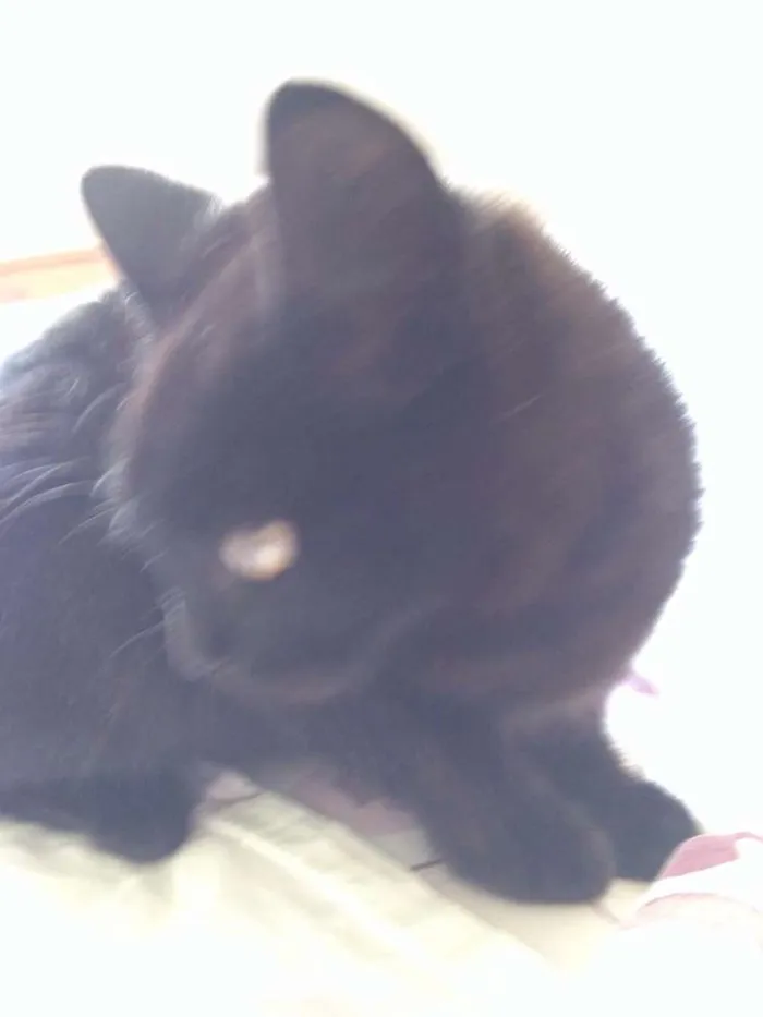 Gato ra a  idade 2 a 6 meses nome Sebastian