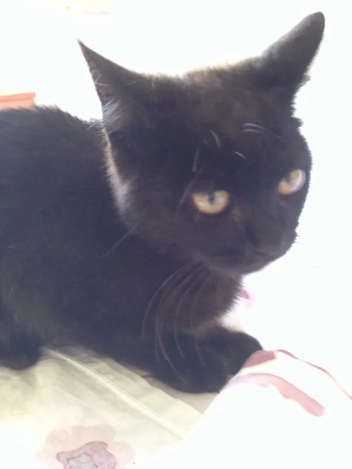 Gato ra a  idade 2 a 6 meses nome Sebastian
