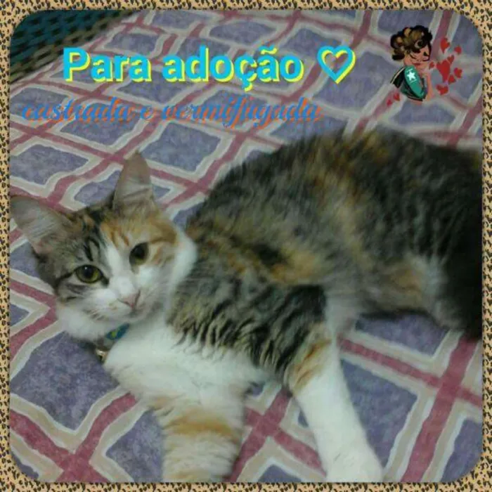 Gato raça SRD idade 7 a 11 meses nome Thor e Peluda