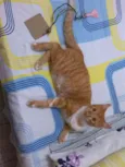 Thor e Peluda