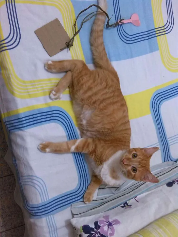 Gato raça SRD idade 7 a 11 meses nome Thor e Peluda