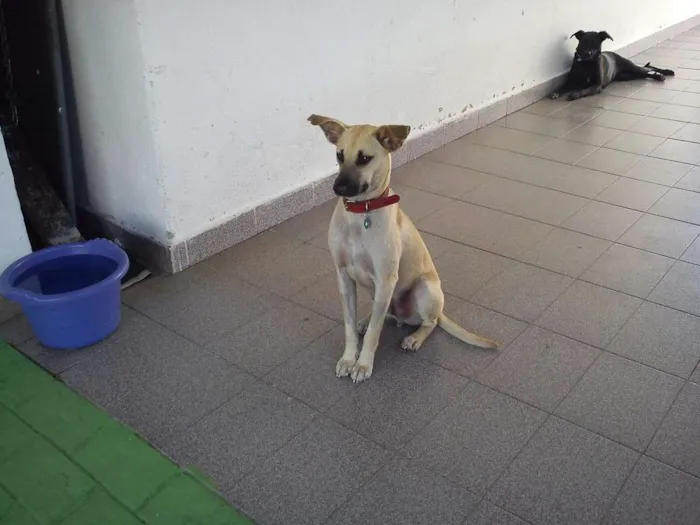 Cachorro ra a SRD idade 3 anos nome Bernardo