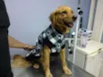 Toby