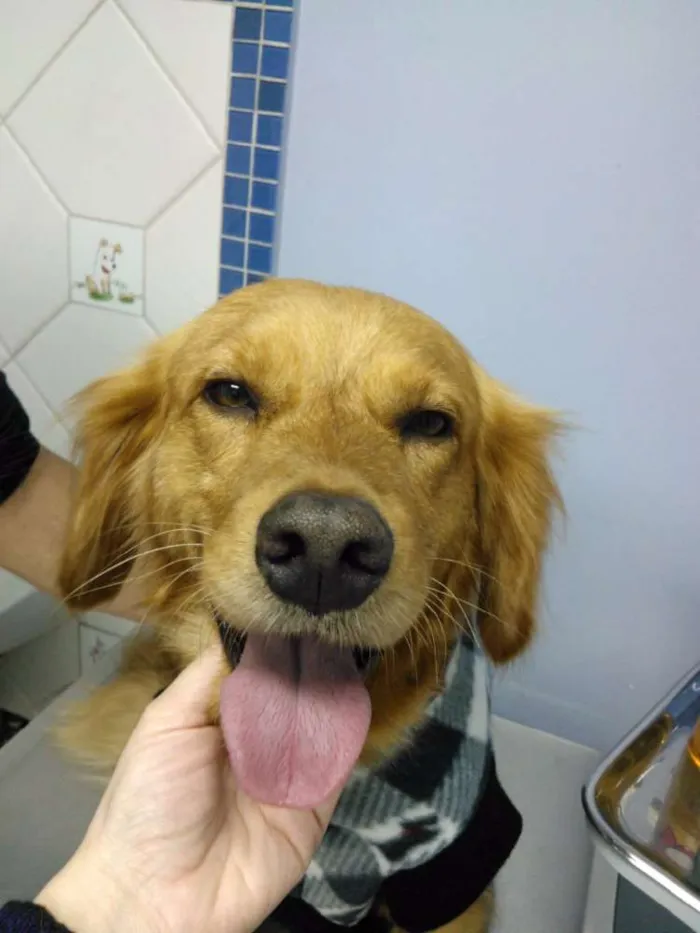 Cachorro ra a Mistura Golden com cocker idade 1 ano nome Toby