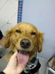 Toby