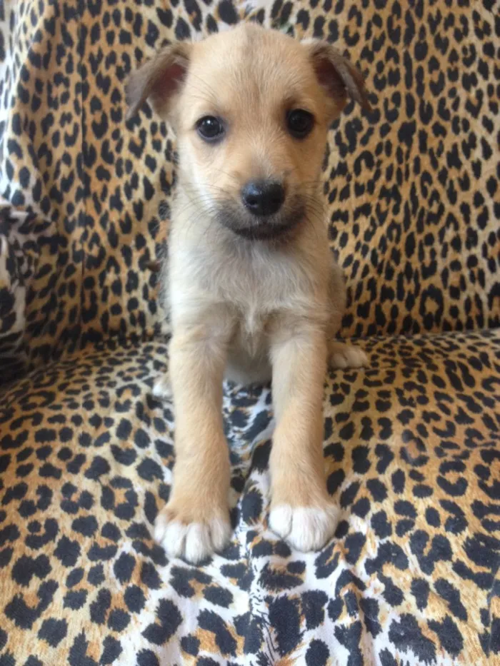 Cachorro ra a Raça não definida  idade Abaixo de 2 meses nome Ainda sem nome 
