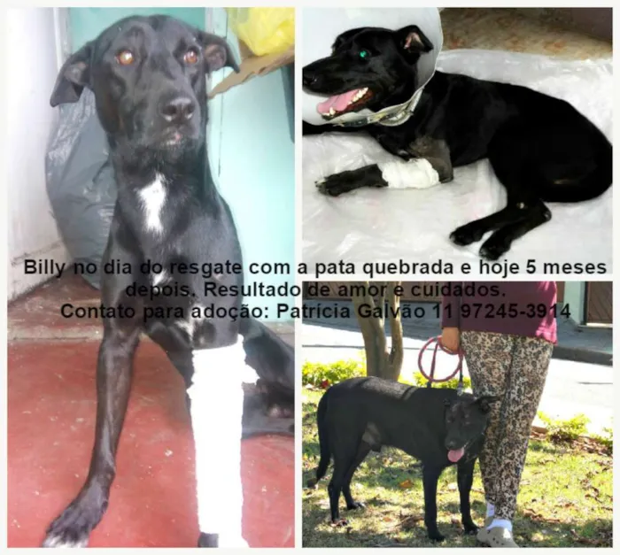 Cachorro ra a SRD idade 2 anos nome BILLY