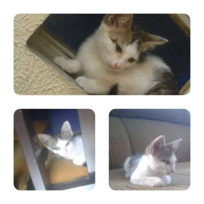 Gato ra a  idade 2 a 6 meses nome Ciça
