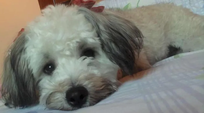 Cachorro ra a Poodle idade 4 anos nome Meguy