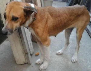 Cachorro raça Peduro idade 5 anos nome Chunchete