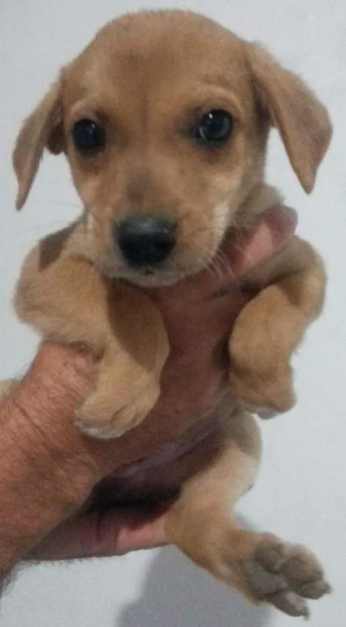 Cachorro ra a Vira-Lata idade Abaixo de 2 meses nome Sem Nome